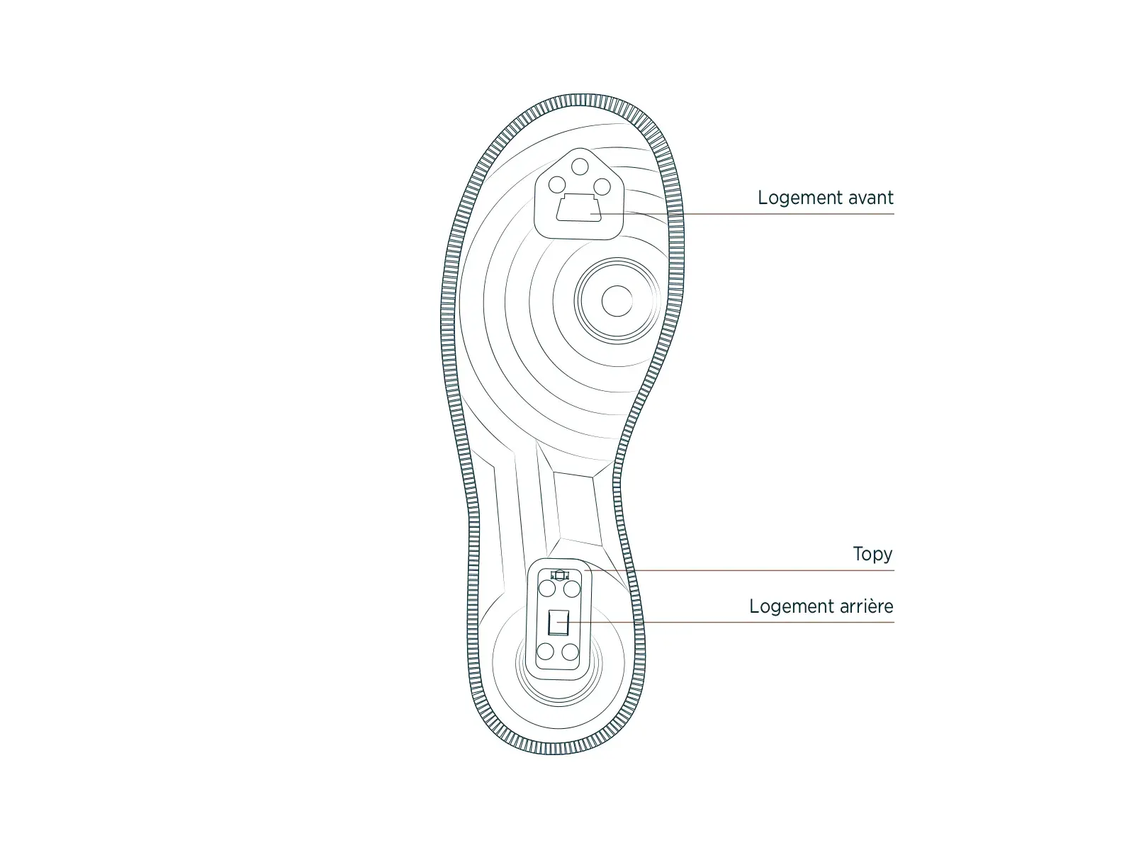illustration shows the anatomy of rolling part of flaneurz 